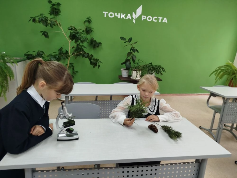 Что такое хвоинки?
